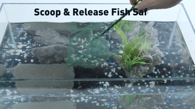 biofilm fish net Amazon.com: Pawfly 4 Inch Aquarium Fish Net with Braided Metal Handle Small  Square Net with Soft Fine Mesh Sludge Food Residue Wastes Skimming Cleaning  Net for Fish Tanks Small Koi Ponds and