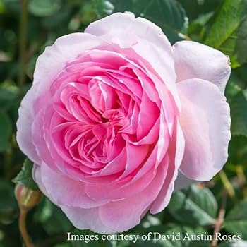 ばらエレガント4 ばらエレガント4