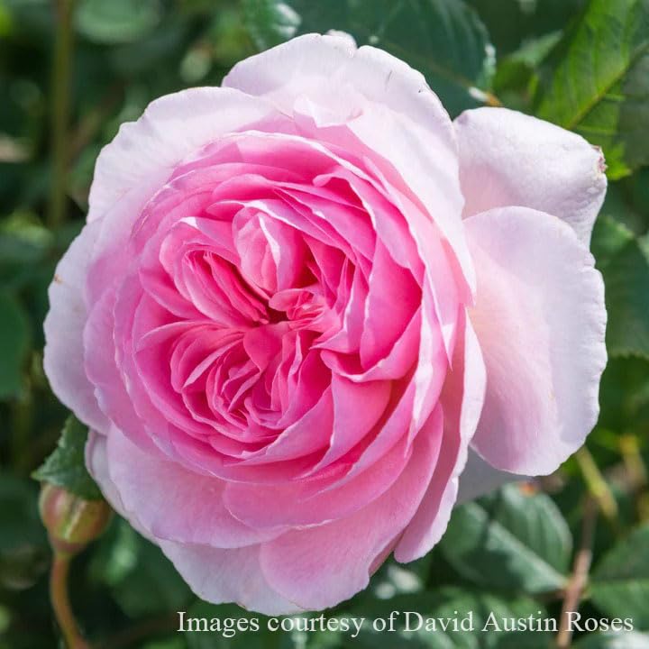 Amazon.co.jp: バラ苗 【ジエンシェントマリナー】 (大苗) シュラブ 半