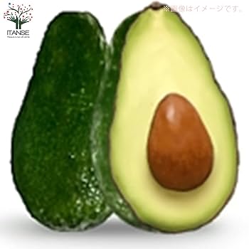 アボカド　フェルテ フェルテ (B) 大苗 5号ロングポット (接木) Fuerte｜アボカド