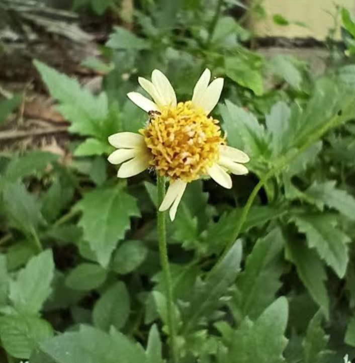 Minnal Traders Bisalyakarani Tridax Daisy kanphuli jayanti veda Coat Buttons Mexican Daisy Tridax procumbens Living Plant in Poly Bag (B0B1D6KRBJ) Amazon Price History, Amazon Price Tracker