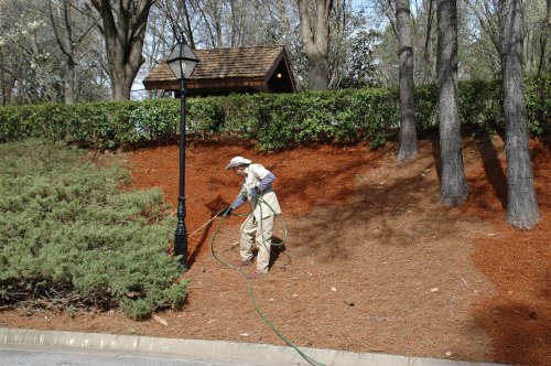 9,600 Sq Feet Georgia Pine Straw Color Concentrate