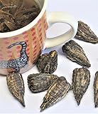 Madavanilla