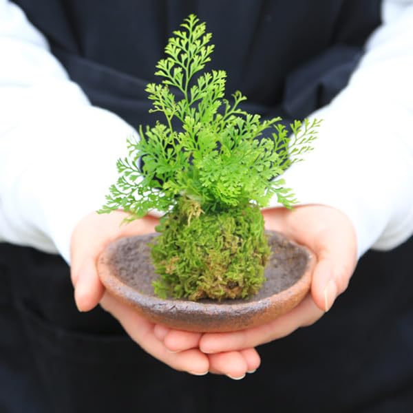 Amazon | 苔玉：シノブ（受け皿付）* 盆栽 しのぶbonsai | 盆栽