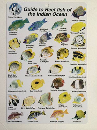 TRIDENT Reef Fish of Indian Ocean