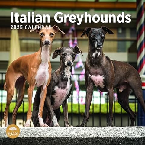 2025 Italian Greyhounds Wall Calendar by Bright Day Cover