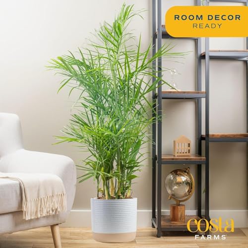 Costa Farms Bamboo Palm Live Plant in Decorative Pot, Air Purifying Large Indoor Houseplant, Perfect for Home, Room, or Office Decor, Great House Warming or Birthday Gift, 3-4 Feet Tall