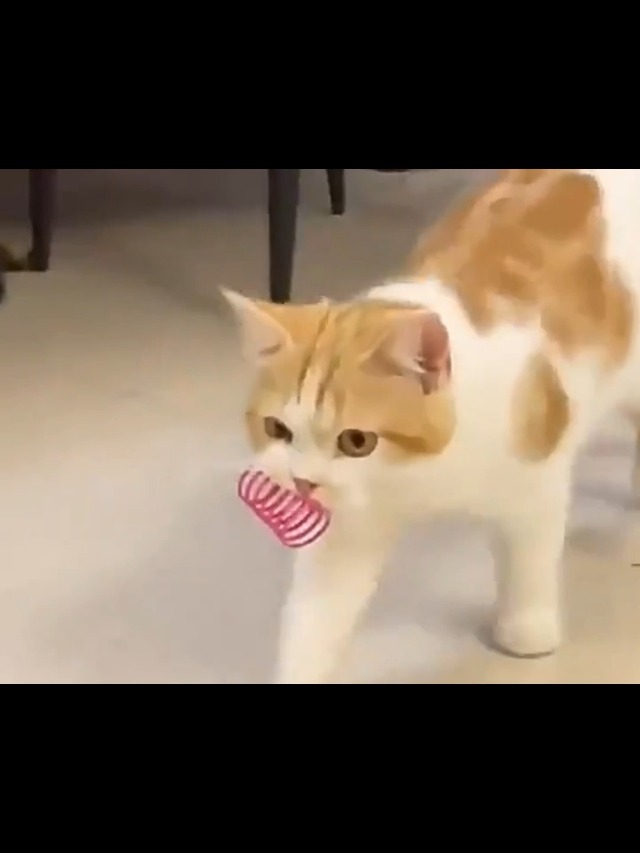 Cat Spring Toys 8-Pack - Colorful Plastic Coils For Indoor Cats To Chase & Play