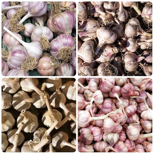 Semillas de ajo, Allium sativum, semillas de ajo elefante, ajo de invierno de ajo resistente exóticas comprar de invierno 150pcs