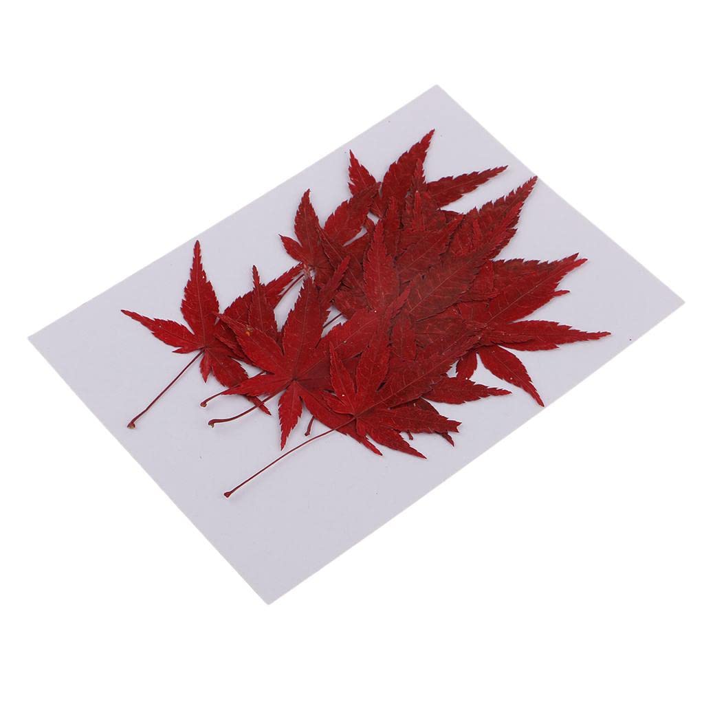 ELBME® 12 Pieces Natural Pressed Dried Flower Leaves Red Maple Leaf Embellishment for Card Making DIY Phone C e Decoration 4-4.5cm-image-47