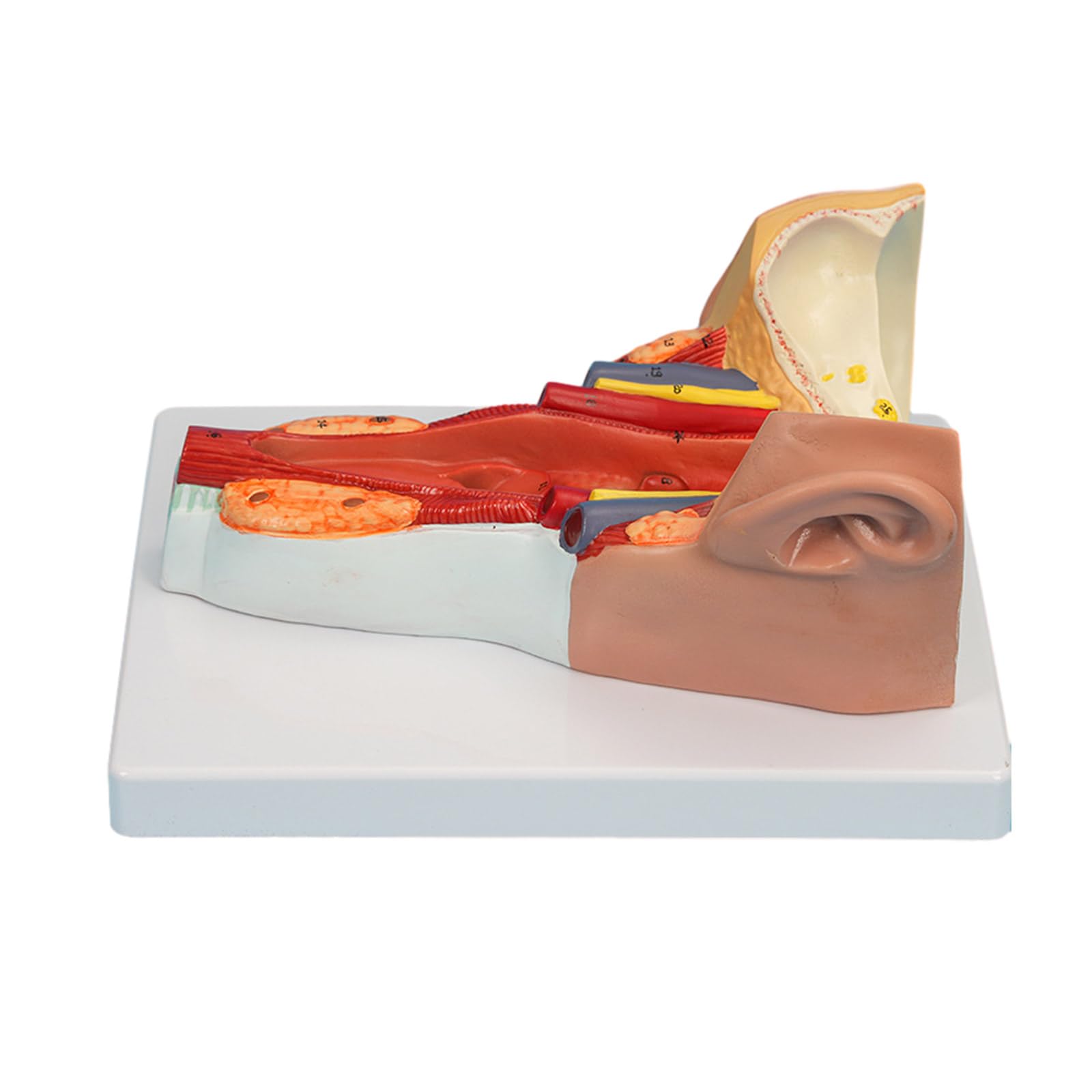 Anatomiczny model mięśni ściany gardła badania choroby wykład medyczny anatomia narządów człowieka model materiały dydaktyczne