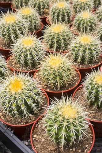 Cactus Golden Barrel 4' (Echinocactus Grusonii)