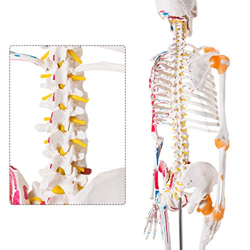 Image of Ultrassist Life Size Anatomical Skeleton Replica with Spinal Nerves, Muscle Insertion and Origin Points, Joint Ligaments, Human Skeleton Model for Human Skeleton Anatomy Study, Includes Rolling Stand