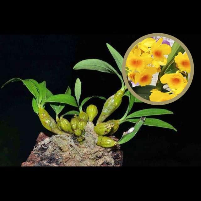 CYMUS Baqueta Dendrobium nobile... Sin flores (Dendrobium baqueta)