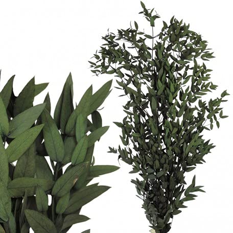 Verdissimo Eucalipto Parvafolia 160 Gramos Ramas para Arreglos, Verde Cover