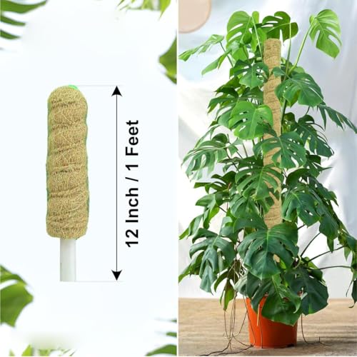 Image of Natural Moss Stick for Climbing Plants, Strong Support for Money Plant, Monstera, Pothos, Indoor Outdoor Use, Manual, 50 Grams (2, 1 Feet)