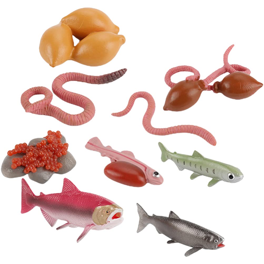 Besportble Salmon Earthworm Figurine Life Cycle Toys Fish Model