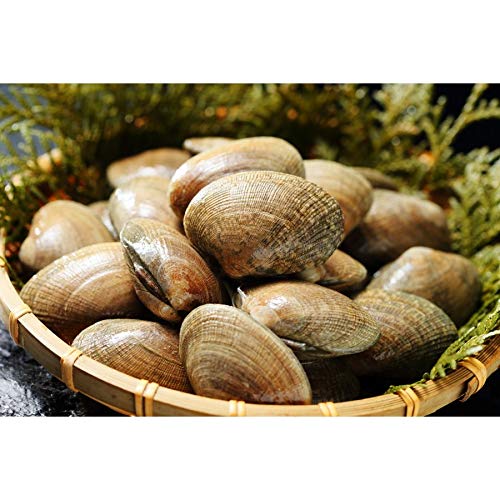 北海道 厚岸産 あさり 特大 サイズ 3kg 105粒前後 産地直送 牡蠣 アサリ 貝 厚岸 道産 かい カイ 酒蒸し 生 生食 大粒 味噌汁 殻付き 殻付 だし 出汁 ダシ セット 海鮮 ギフト クラムチャウダー 父の日 お中元 (3kg入り)