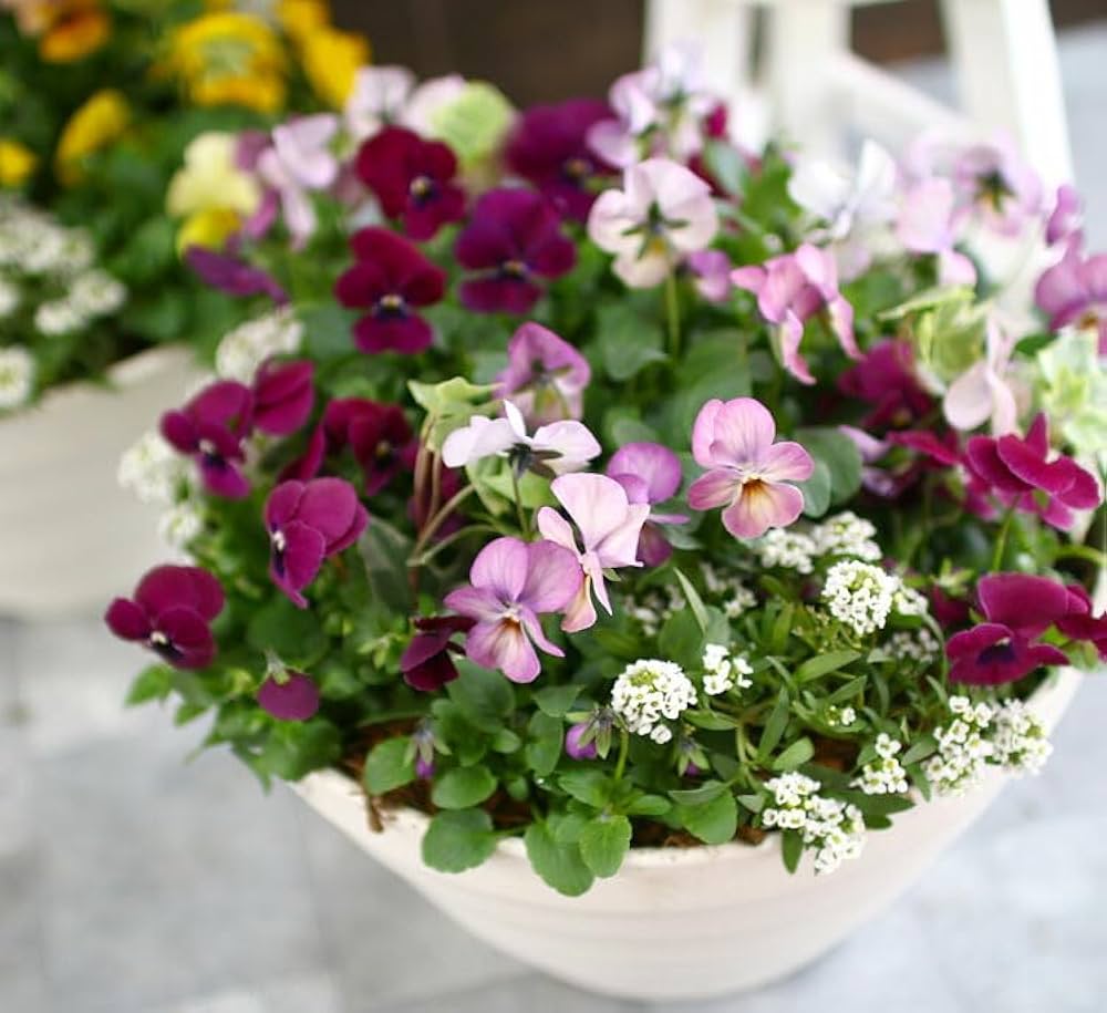 お花　寄せ植え　ビオラ ご注文の寄せ植え 鉢はお持ち込み #ストック #うえたビオラ