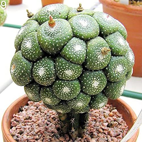 Saterkali Sukkulentenkaktussamen, 100 Stück, Sukkulenten, Kaktussamen, Zuhause, Büro, Balkon, Bonsai, Ornament, Dekor 9# Sukkulentensamen