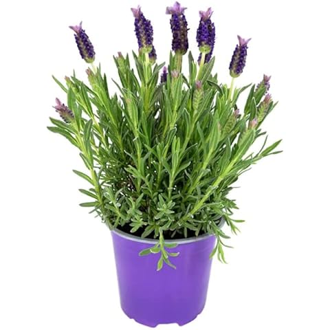 Lavender Butterfly Bush for Gardens and Patios Cover