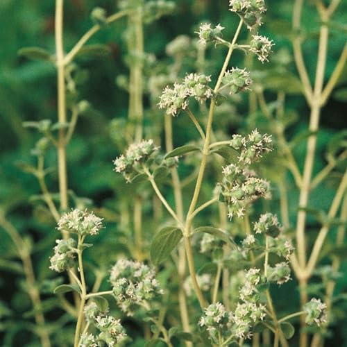 Sweet Marjoram Seeds - 400 Fresh Marjoram Herb Seeds –