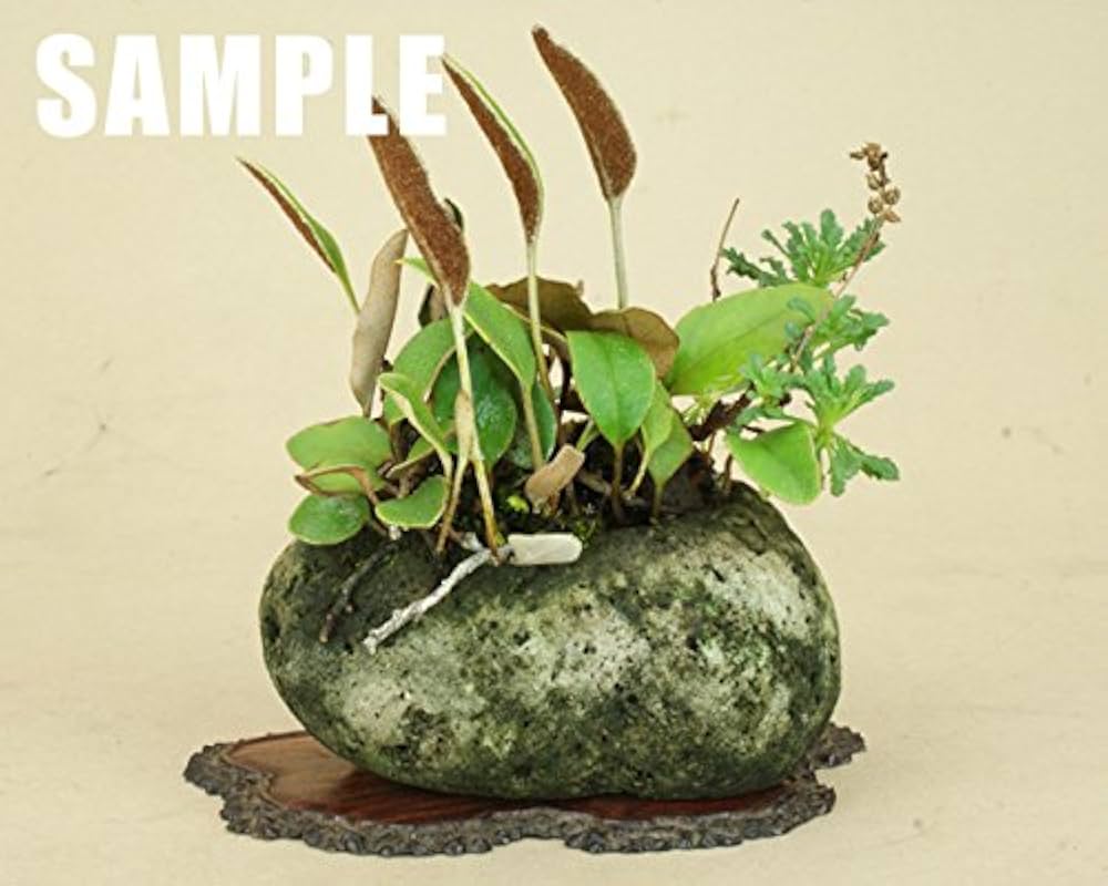 【海からの贈り物】軽石(特大) Farmer's High Series vol.1 “A Moment”／300ml - 北海道 積丹