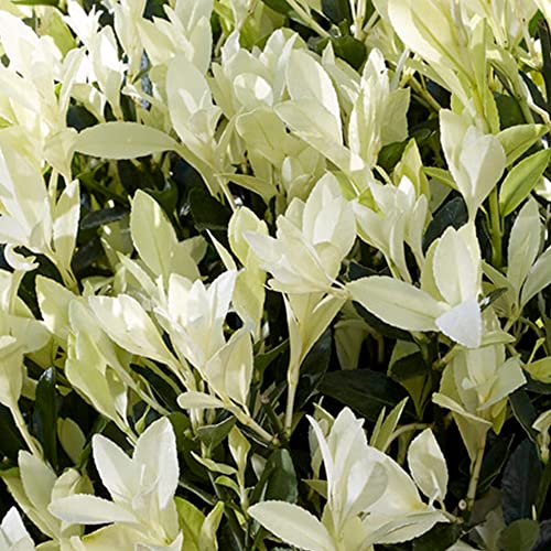 Euonymus Himalaya Garden Plant - Japanese Spindle Evergreen Outdoor Summer Flowering Shrub with Cream Flowers for Borders Patio in Pot (9cm Pot, 15-30cm)