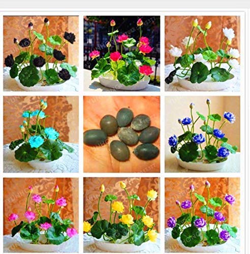 Punjab Organic Seeds 8 Types Colors Imported Lotus Plant Mix Seed, Perfect for Home Decor, Garden Decor and Gift (24 Seeds) (B08159SSSM) Amazon Price History, Amazon Price Tracker