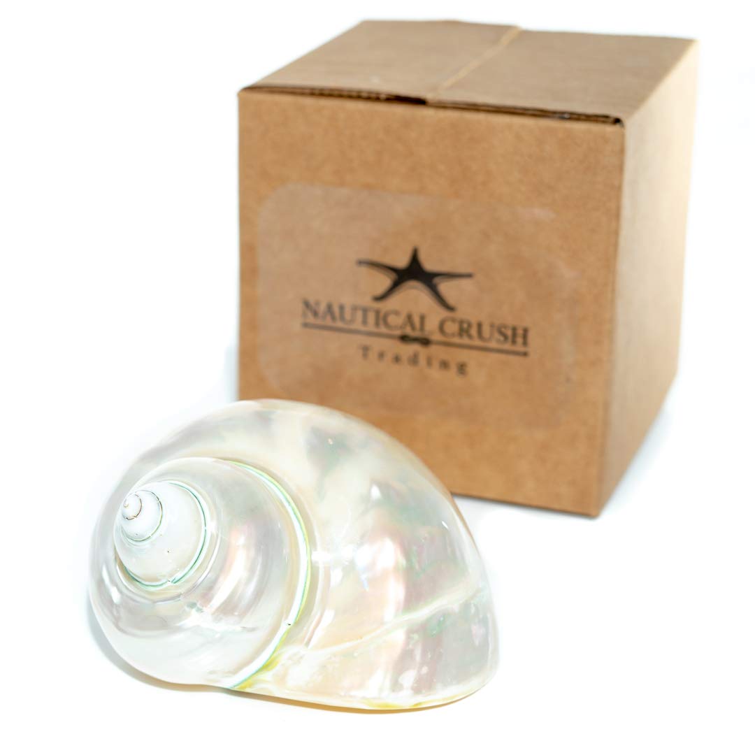 Jade Green Polished Turbo Shell - 4-4.5 Inch, For Hermit Crabs & Coastal Decor 10 thumbnail image