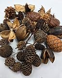 Natural Botanical Seed Pods, 35-Piece Premium...