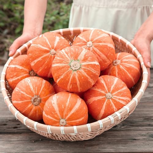 Comprar semillas de calabaza, semillas de calabaza ecológicas. Plantas resistentes para balcones, variedades antiguas. calabaza ornamental semillas de calabaza ornamentales Jardín, 10pcs