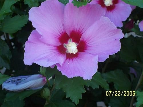 Rosa Oscuro de Sharon Hibiscus Syriacus Flor Arbusto Jocad (50 semillas)