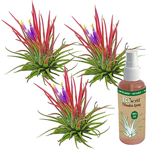 vdvelde.com - Ecoworld Tillandsia Ionantha Red Echt 3er Set - Tillandsien Luft Pflanzen Lonantha + Tillandsie Luft Pflanze Spray - 3 rote Tillandsia Deko - Pflegeleicht - Aus eigen Gärtnerei