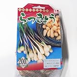 野菜球根 辣韮(らっきょう) 【ネット詰め野菜球根 充填時200g/1袋】 小粒ですが、栄養価が豊富な健康野菜！ 耐寒性、耐病性があり痩せた土地でも育ち、肥料もあまり必要としないので、とても育てやすい野菜です！ 1年目に収穫せずに、そのまま残して2年目以降に収穫すると、小粒のラッキョウをたくさん収穫することができます。