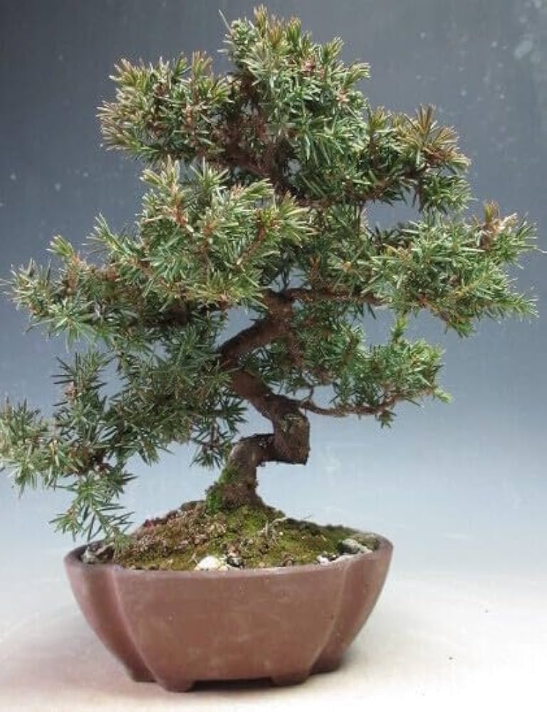 八房社松 盆栽 Amazon.co.jp: 盆栽 八房杜松/トショウの鉢植え【現品】（4010