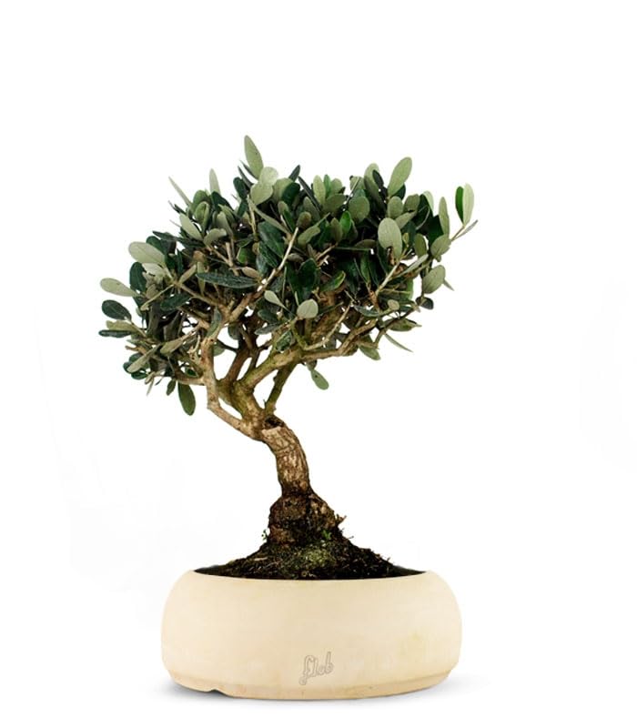 Simbolo di pace, energia e vitalità, l'olivo bonsai rappresenta un'ottima idea regalo. Sceglilo come dono per un'occasione speciale come matrimoni, comunioni ma è comunque un regalo sempre ben gradito.