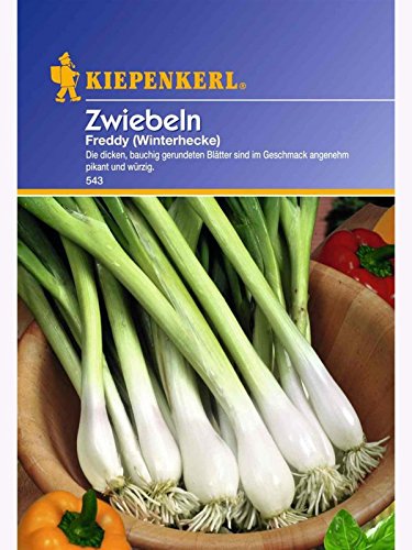 Zwiebeln Freddy (Winterhecke) | Ewige Zwiebel | völlig winterhart | vitaminreiches Zwiebellaub