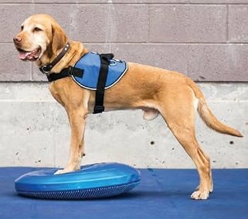 Amazon | オールフォーワンズライフ 犬用 アジリティグッズ