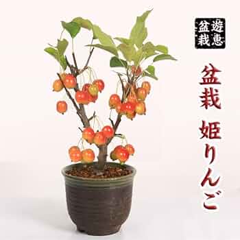 Amazon.co.jp: 盆栽：姫りんご(瀬戸焼緑縁深鉢)*中品盆栽姫リンゴ