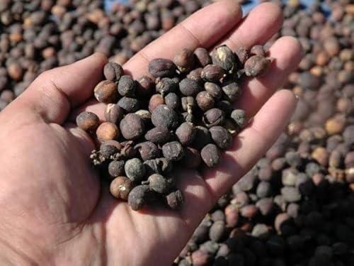 I2kg CG J}^ NVbNJ i` R[q[ R Ɩp   (̂܂܁j