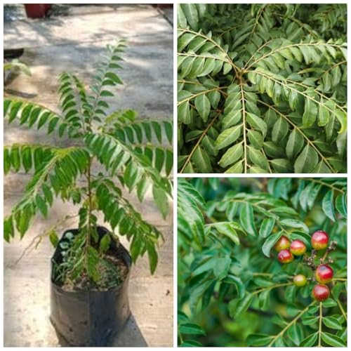 Image of Curry Leaves PlantSaplings,Herbal Plant Kadi Patta PlantSaplings,Murraya Koenigii Meetha Neem Plant Indoor Outdoor For Home &Garden PlantSaplings (Pack Of 1),CF SG01