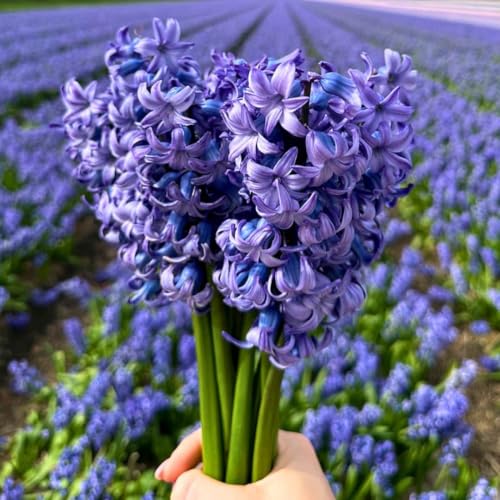 Bulbes de jacinthes - Delft Blue - 30 Bulbes de jacinthes - Flowerbulbs Amsterdam - Taille 14/15