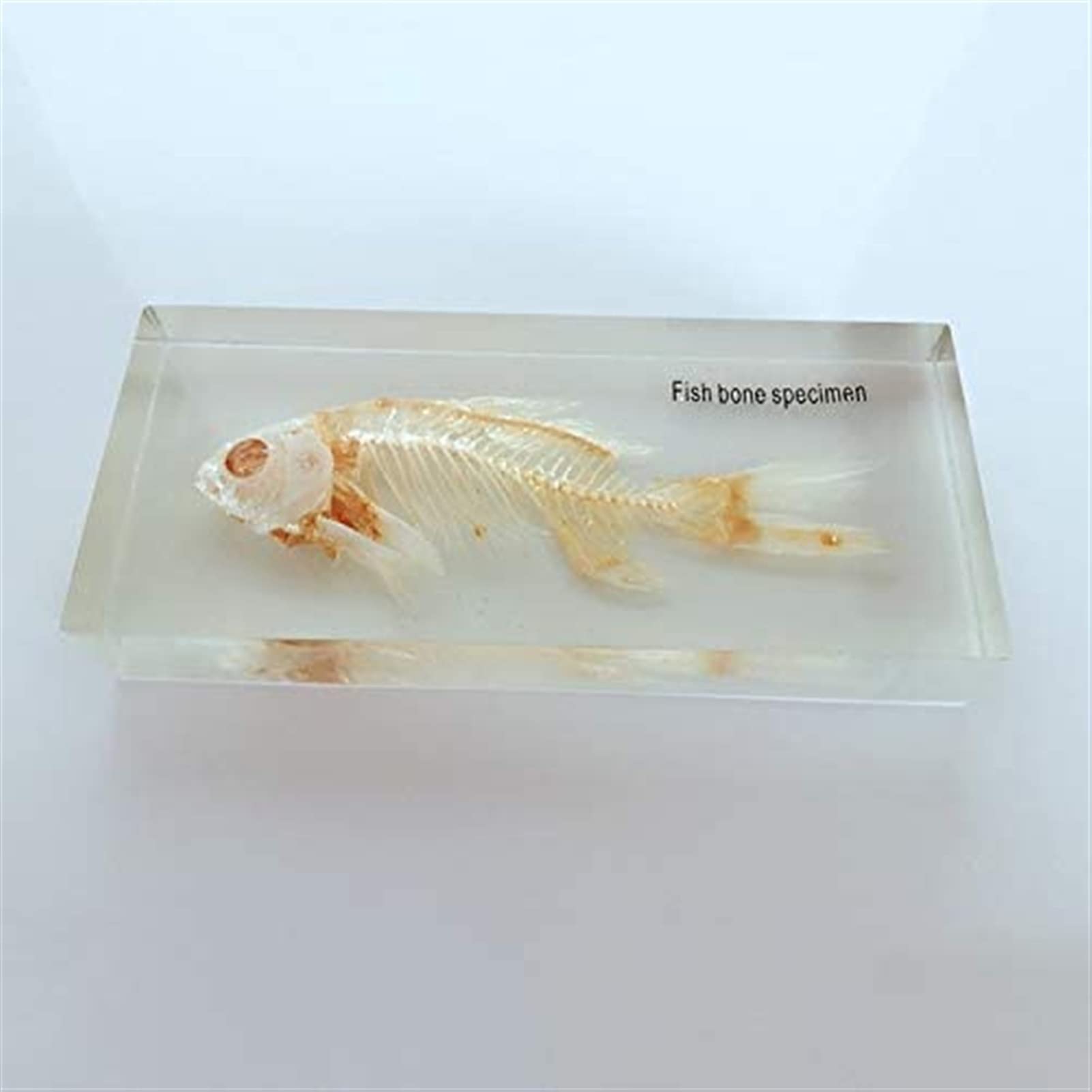 魚の標本 手のひらサイズ 31N8SrR5o8L._AC_SY200_QL15_.jpg