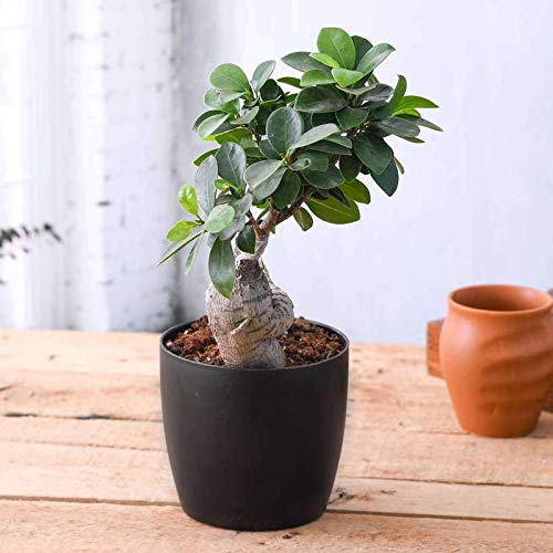 Mphmi Plant Ficus Bonsai Plant Ficus Bonsai, Banyan Bonsai, Indian