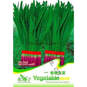 In vendita 100PCS Curcuma alismatifolia semi di erbe piante facili da coltivare Garden Fresh Bonsai Pots seme semi