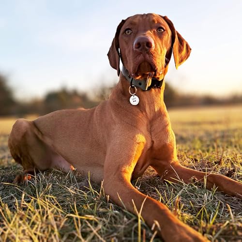 FELLSOCKE Personalisierte Hundemarke aus Edelstahl - 25mm | 30mm | 35mm, Individuell gravierbar, Robuste Tiermarke, Dogtag Anhänger Hunde, Pferde, Katzen & Welpen (Goldfarben, 25 mm)