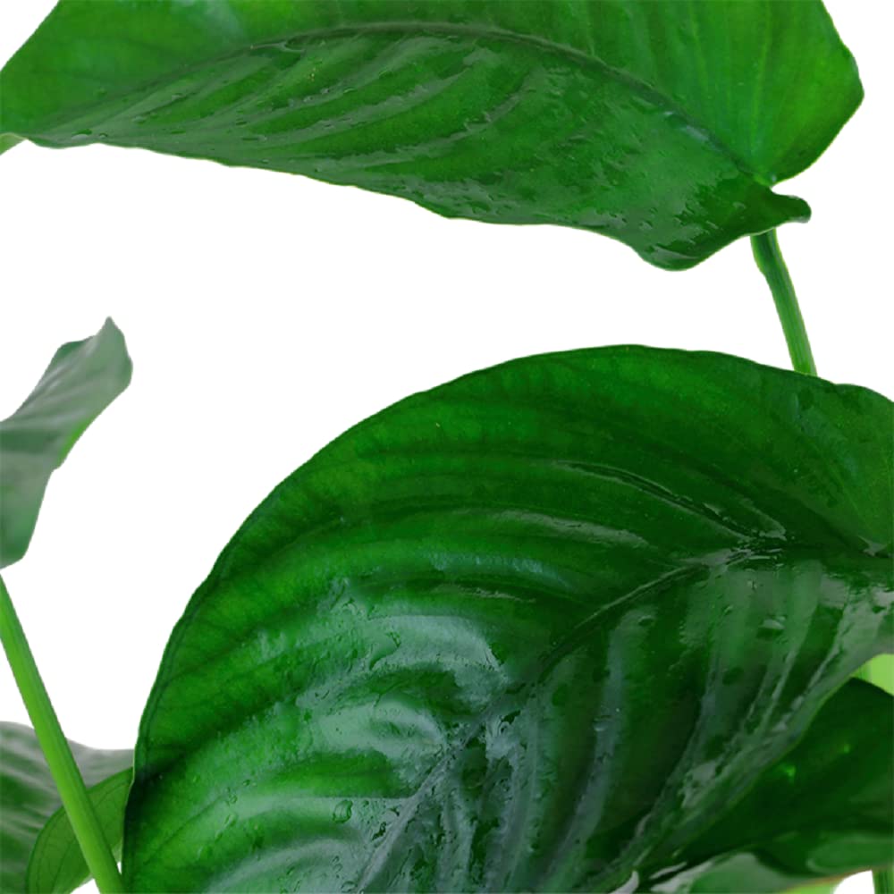 AquaOne Piante per acquario, 3 piante matrici XL, pianta madre per acquario, Anubias barteri Microsorum pteropus Hygrophila corymbosa I Set di 3 piante acquatiche