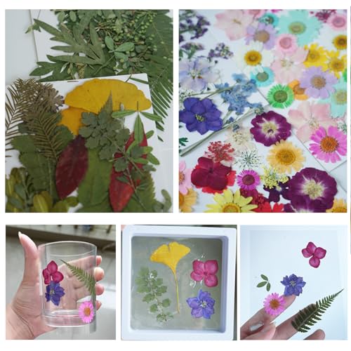Flores y hojas prensadas secas para manualidades, pack de 35 miniatura 5
