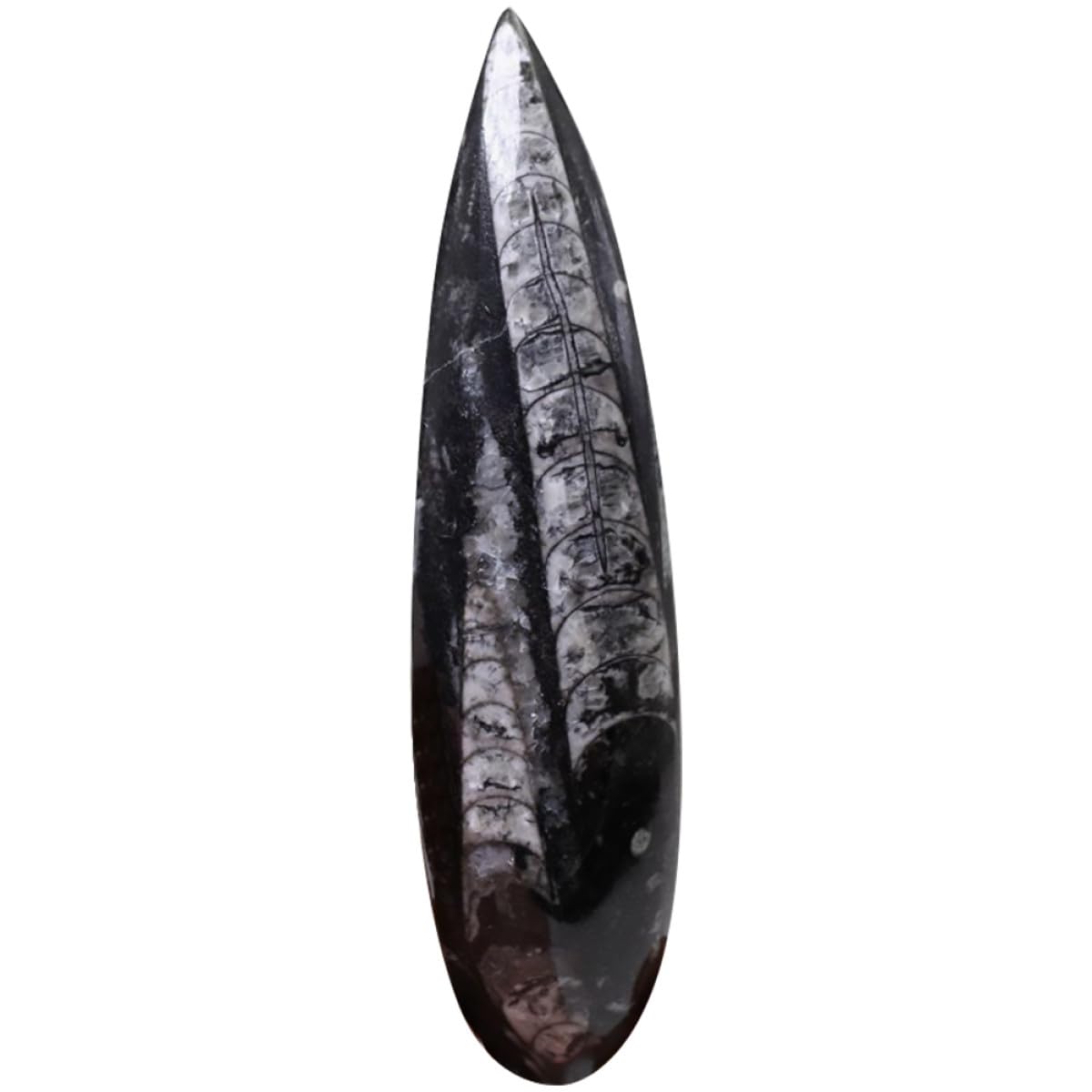 ULTECHNOVO Modello di Fosile Orthoceras Nero in Minerale, Grande Dimensione per Decorazione e Scopi Educativi, per Laboratori di Scienze della Terra e Paleontologia